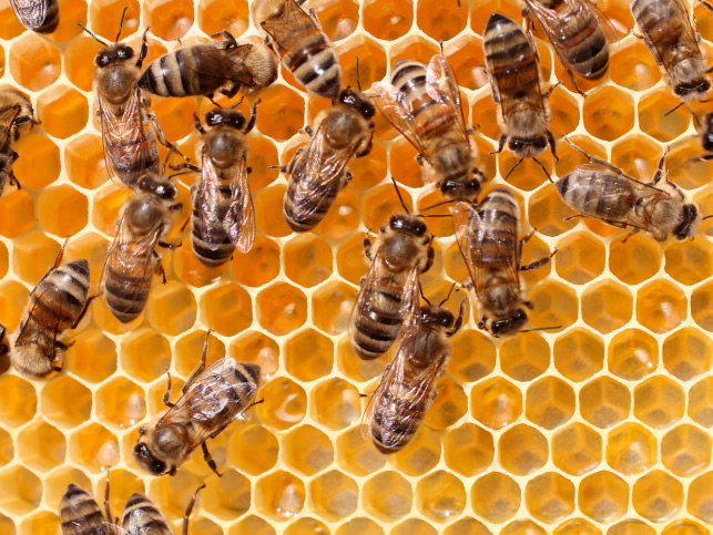 MRSA honey cure may disappear with the bees