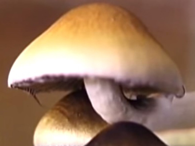 Have you tried the magic mushroom headache cure?