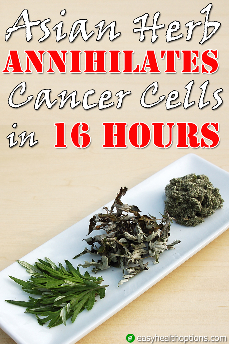 Asian herb annihilates breast cancer cells in 16 hours - Easy Health