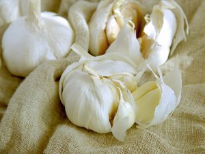 Garlic
