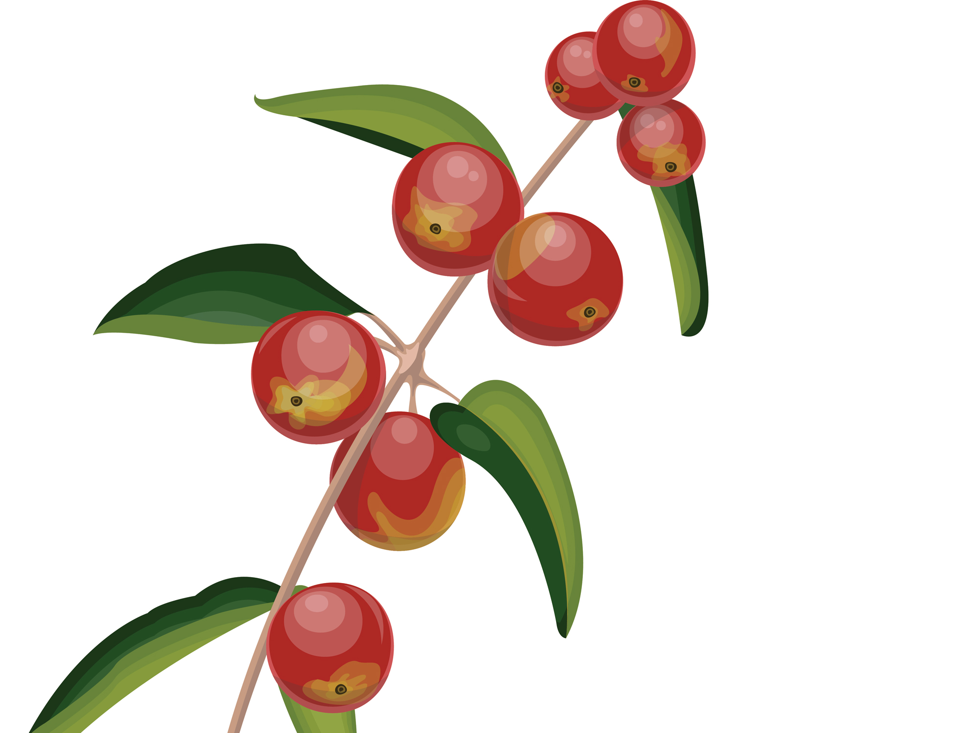 Fight colds and cancer with camu camu