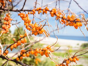 Sea Buckthorn