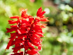 Red sage: The traditional Chinese herb that prevents osteoporosis ...