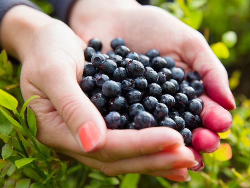 acai berry