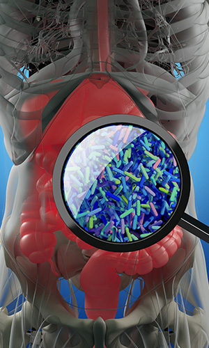 Probiotics are an important type of healthful bacteria