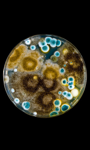 mold in petri dish