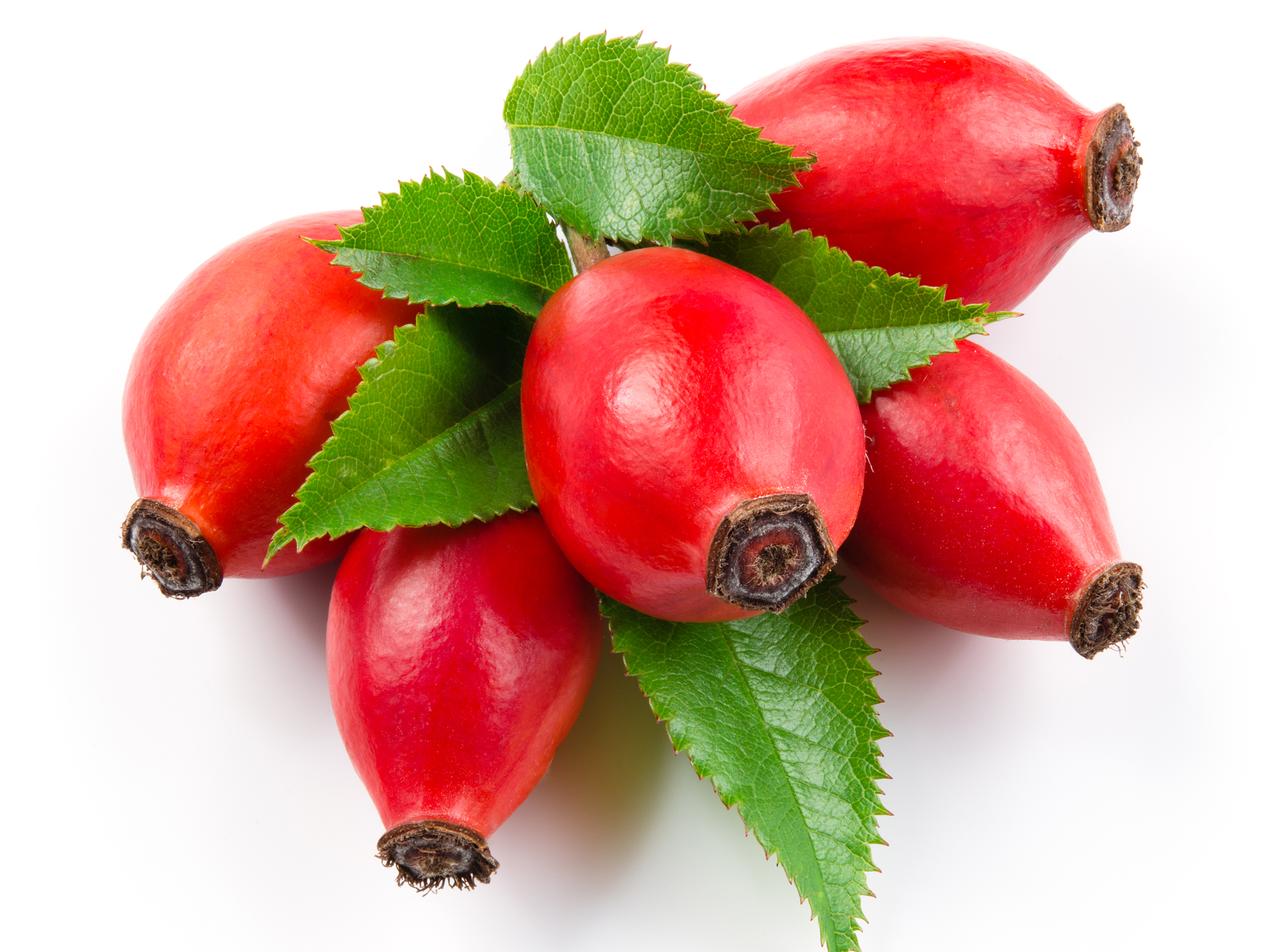 What seniors need to know about rose hips