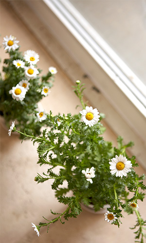 Feverfew