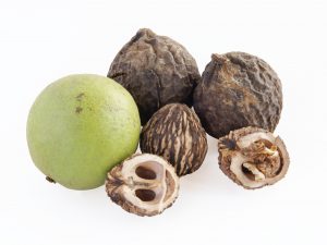 Black walnut