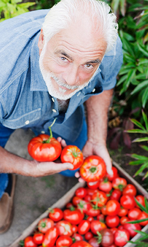 Man choosing tomatoes