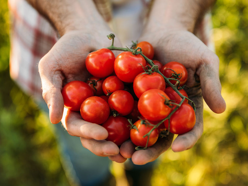 How tomatoes could tame liver diseases — even cancer