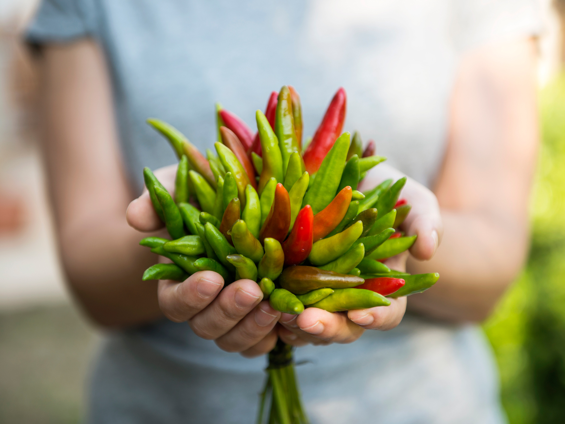 How to heat things up to cool down pain with capsaicin