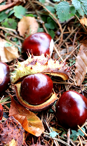 Horse chestnut