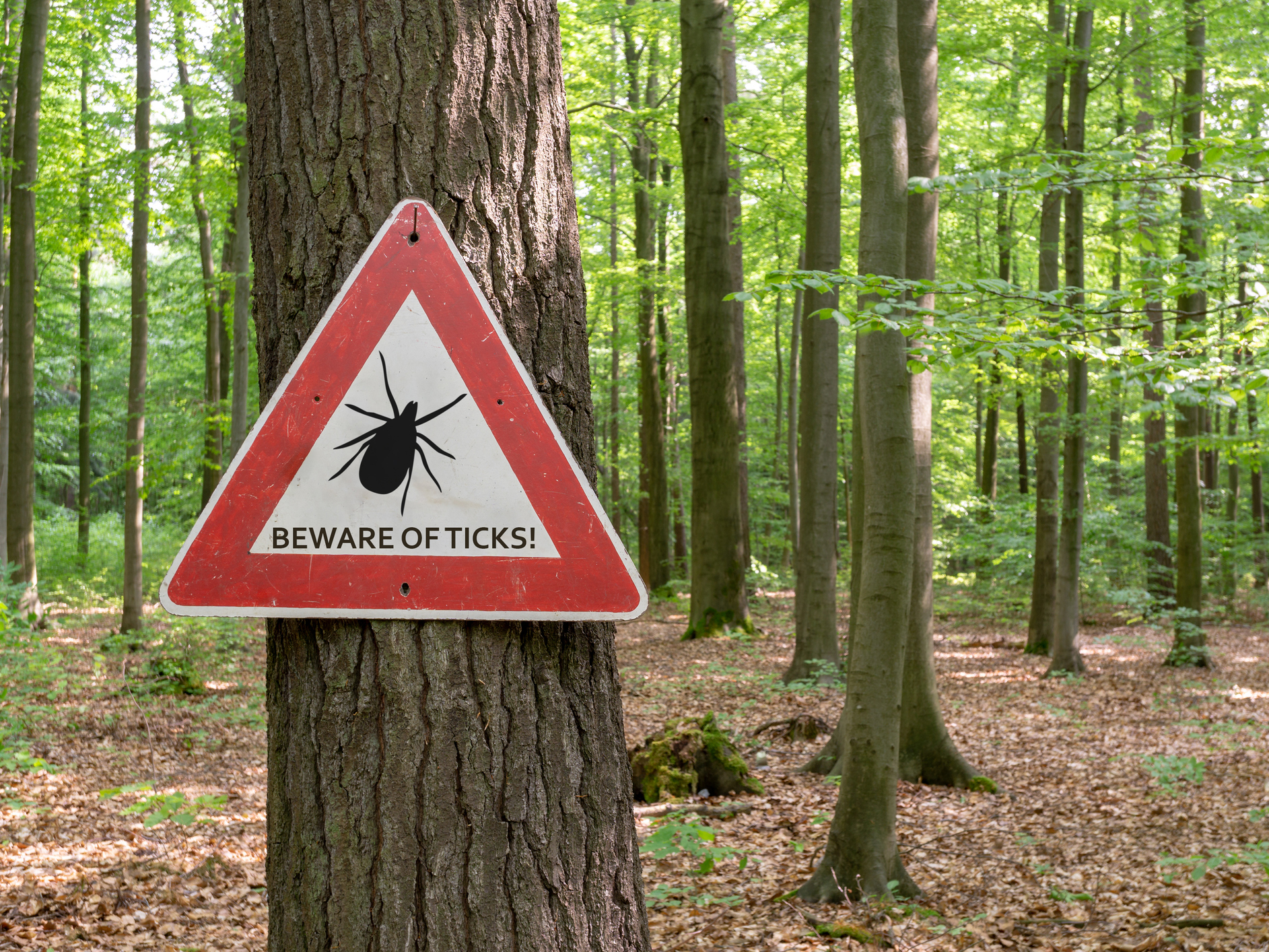 Is this tick-borne virus the new Lyme disease?
