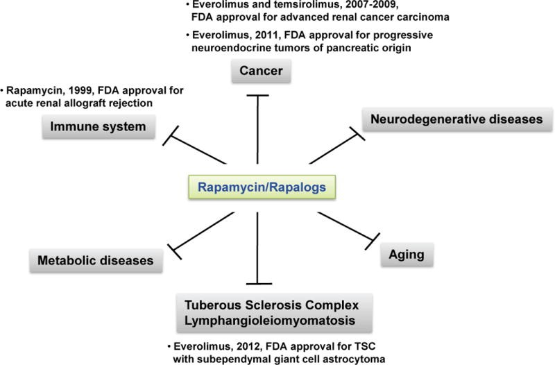 Effects of rapamycin 