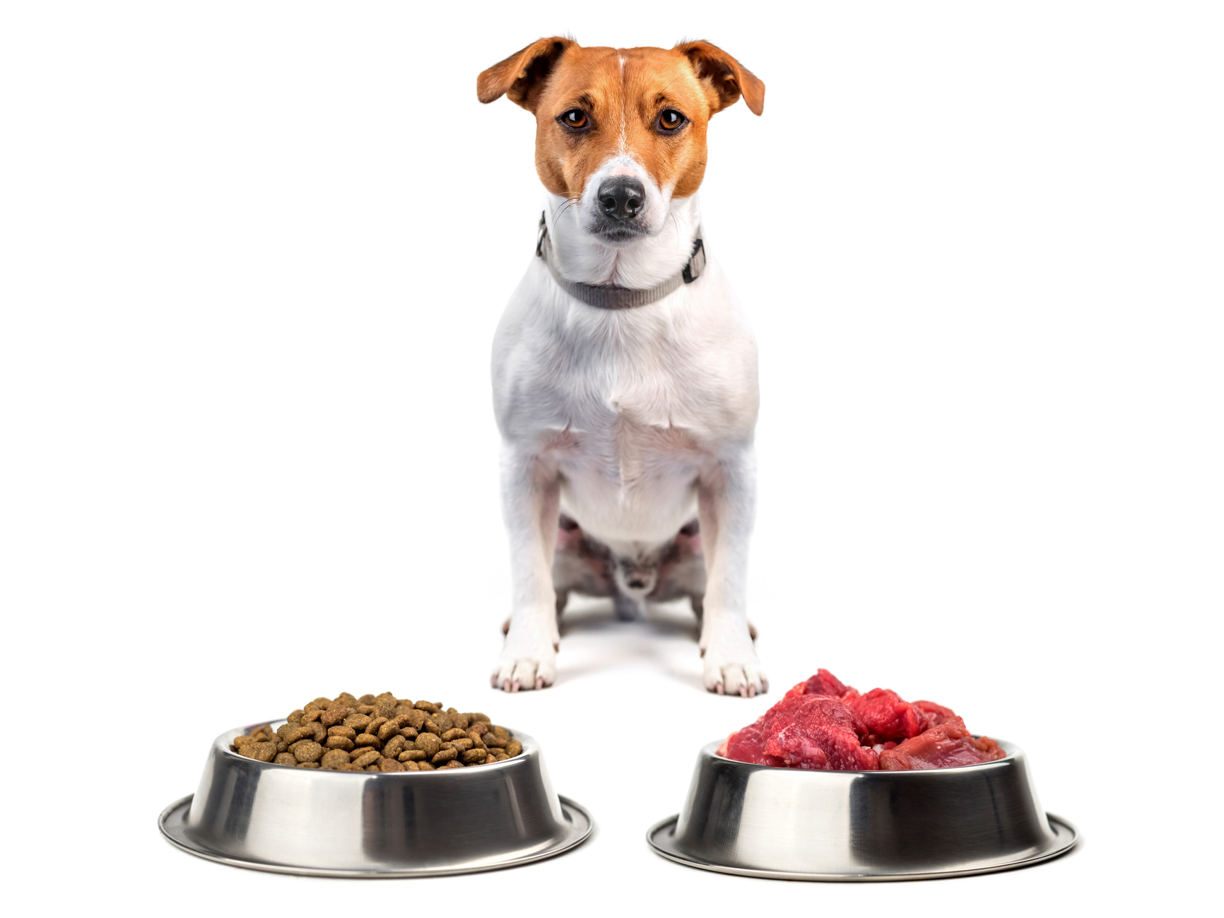 The pet food trend helping to spread antibiotic-resistant bacteria