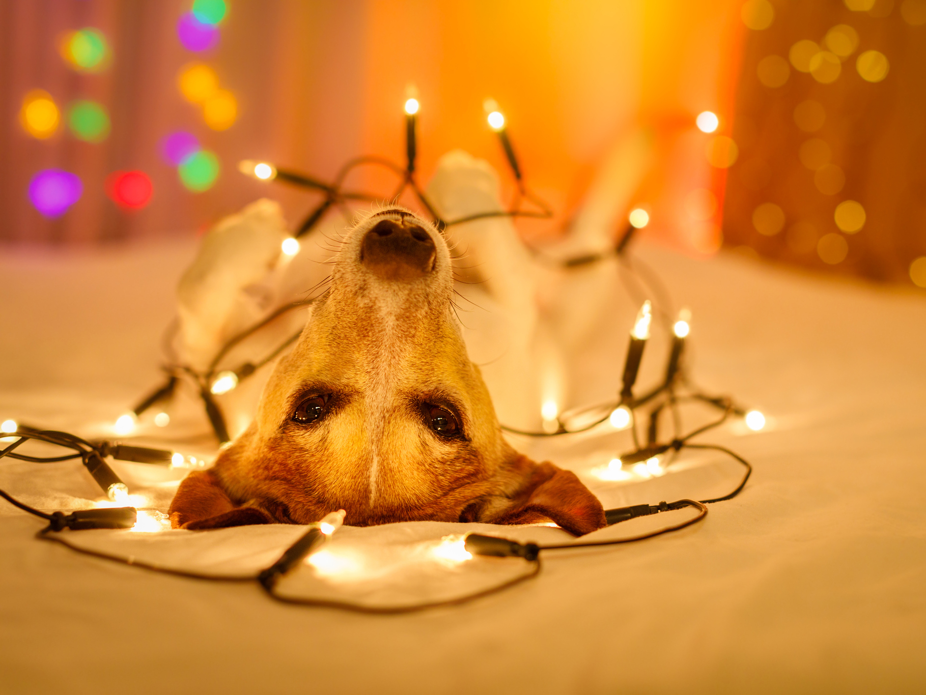 13 ways to make the holidays safe for your pet