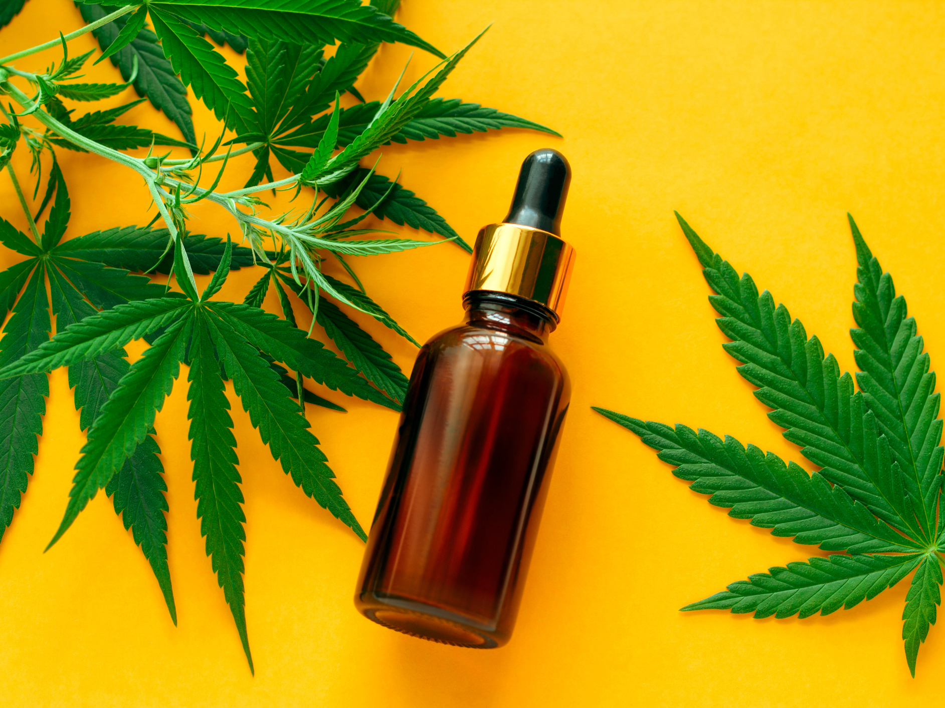 CBD could end opioid addiction and antibiotic resistance