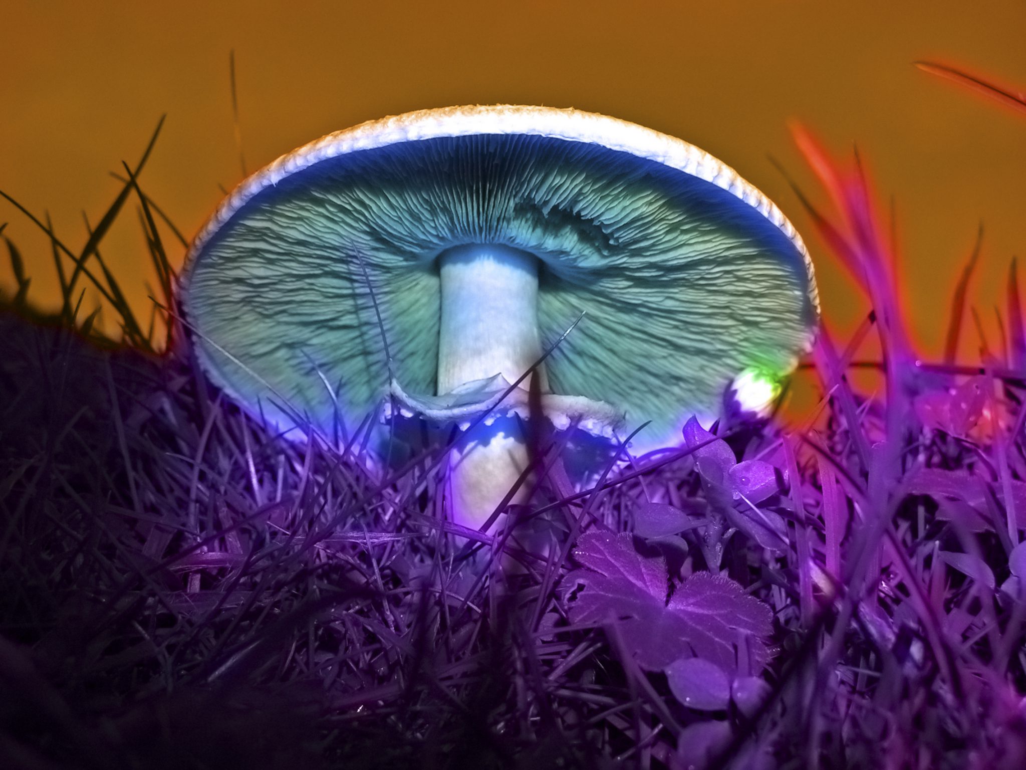 Magic Mushroom Compound Tested For Treatment Resistant Depression