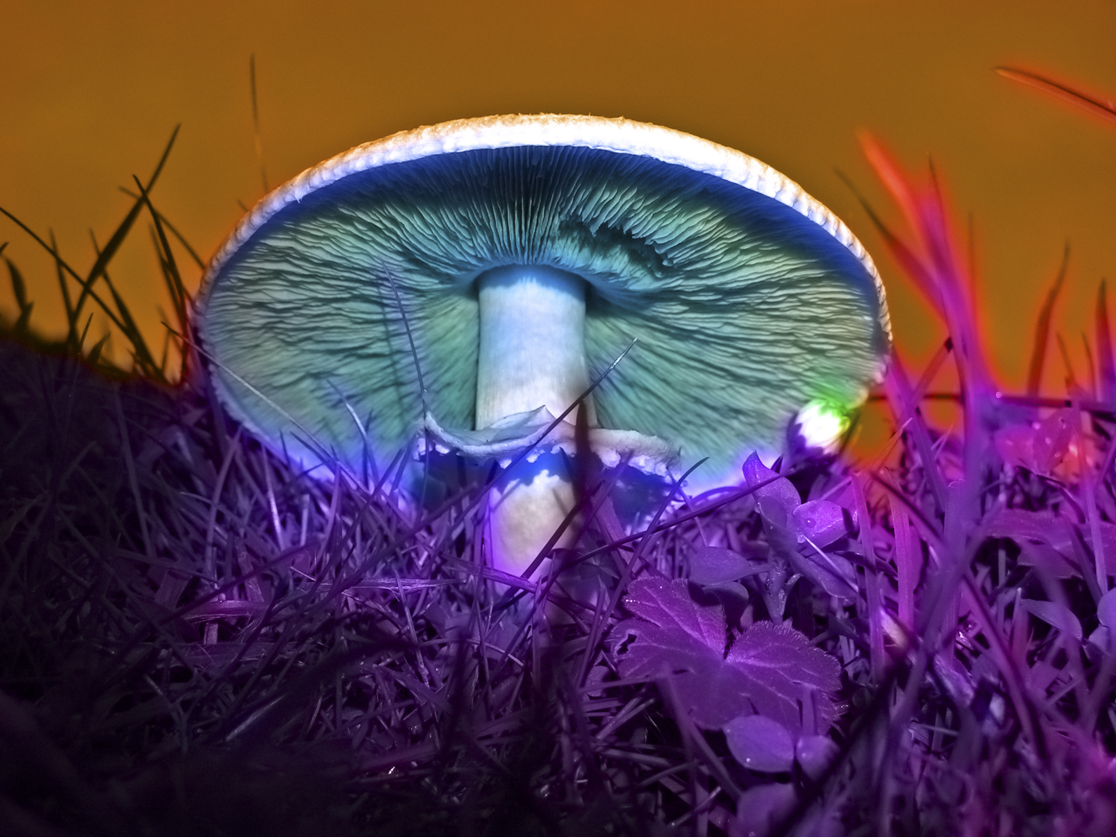 A mushroom-derived compound that may treat depression like magic