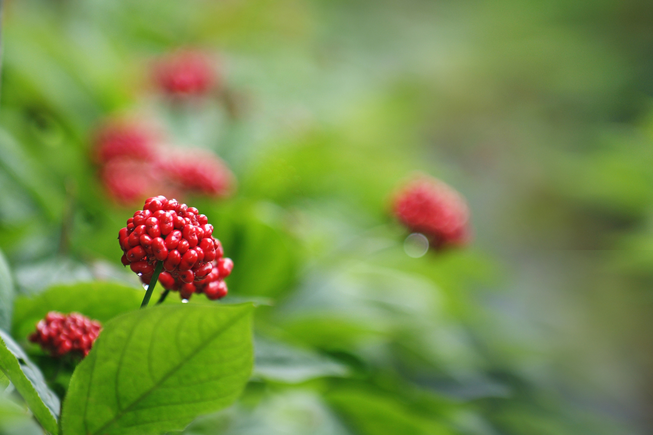 Red ginseng shown effective at suppressing lung cancer