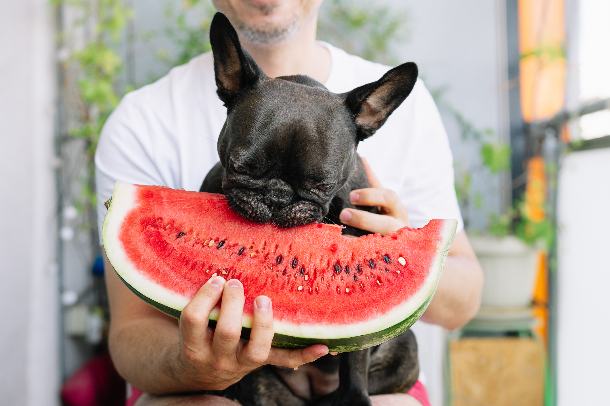 7 powerful health benefits of watermelon