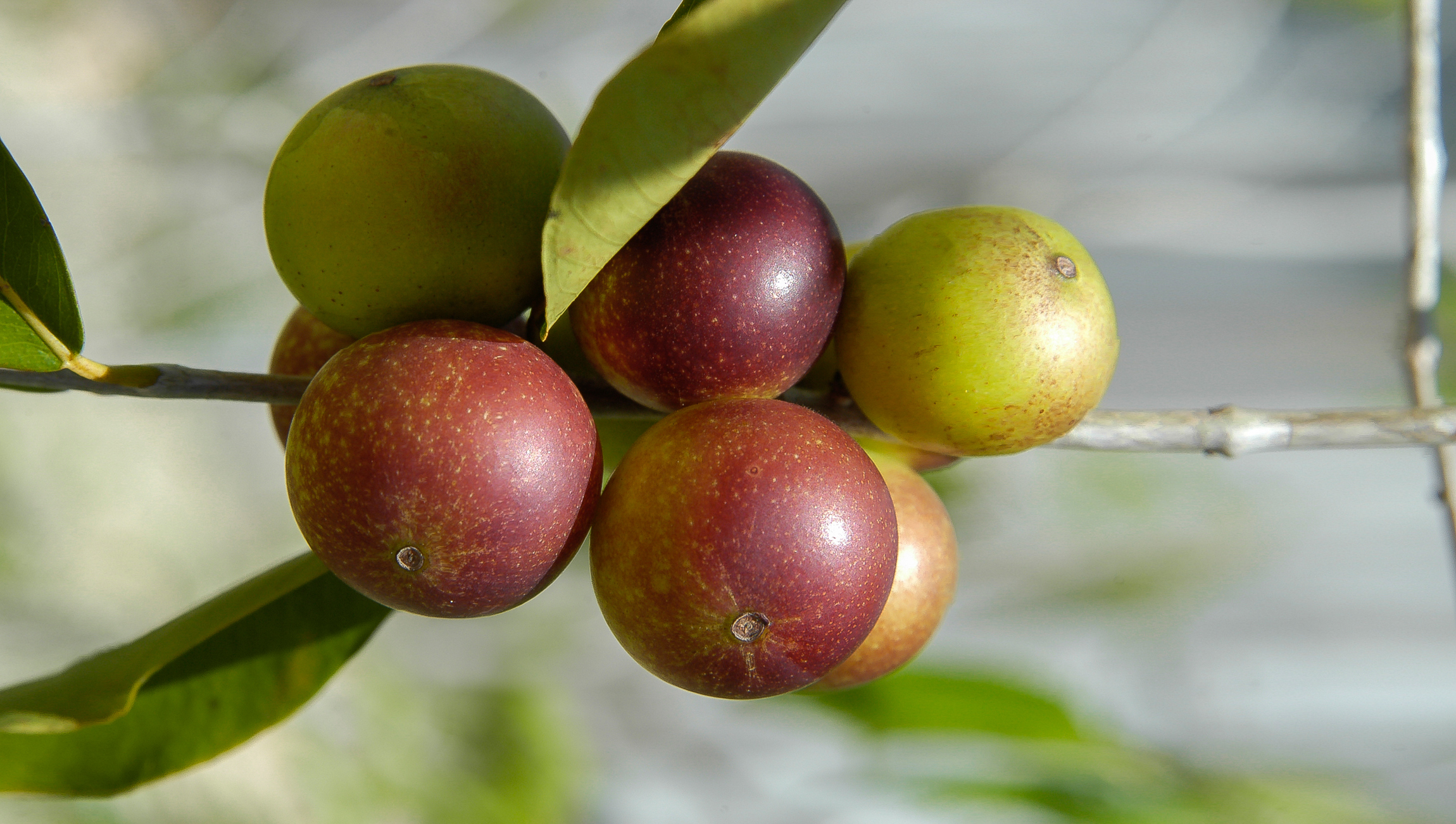 The Amazonian fruit offering hope against cancer