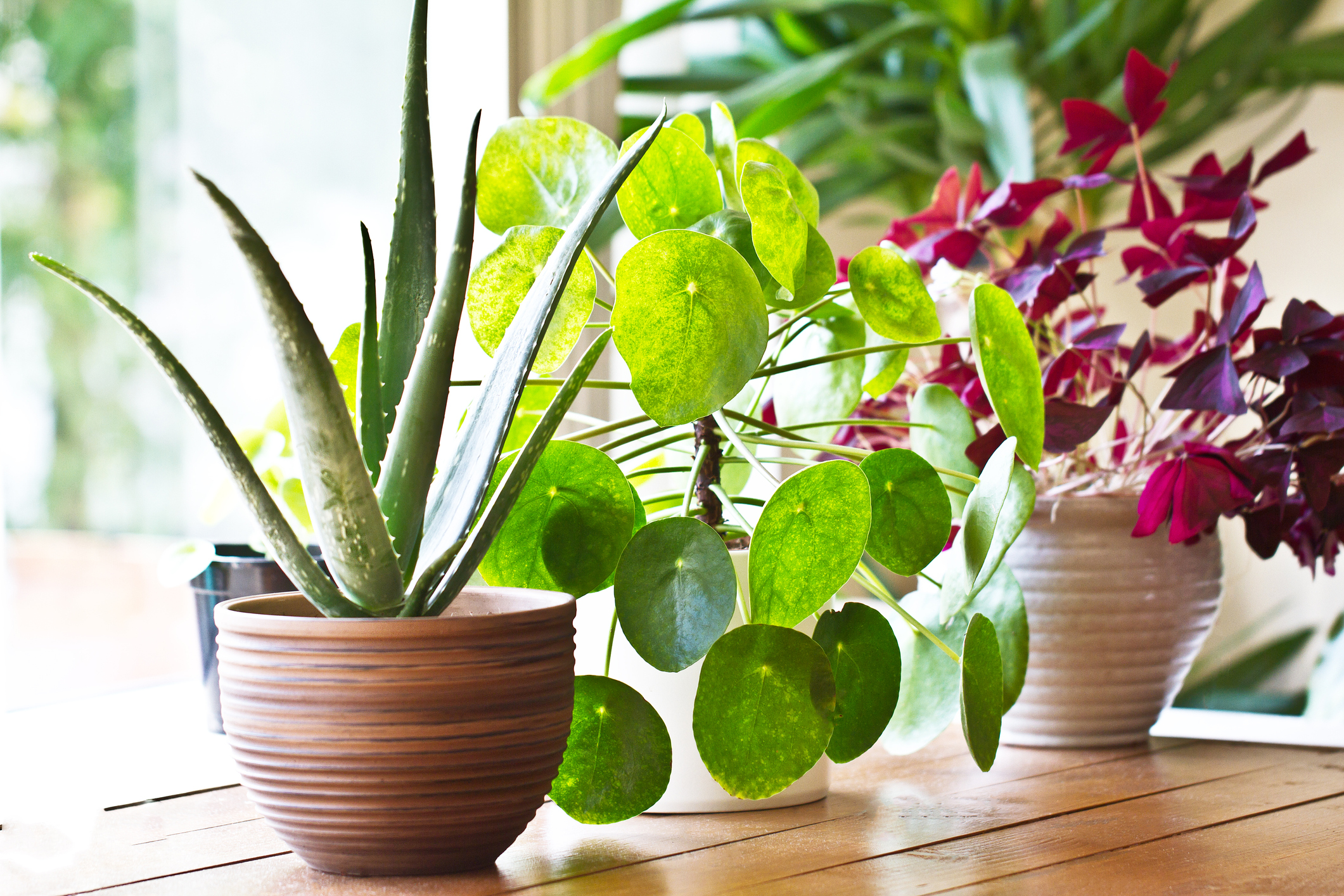 Improve your indoor air and breathe easy with houseplants