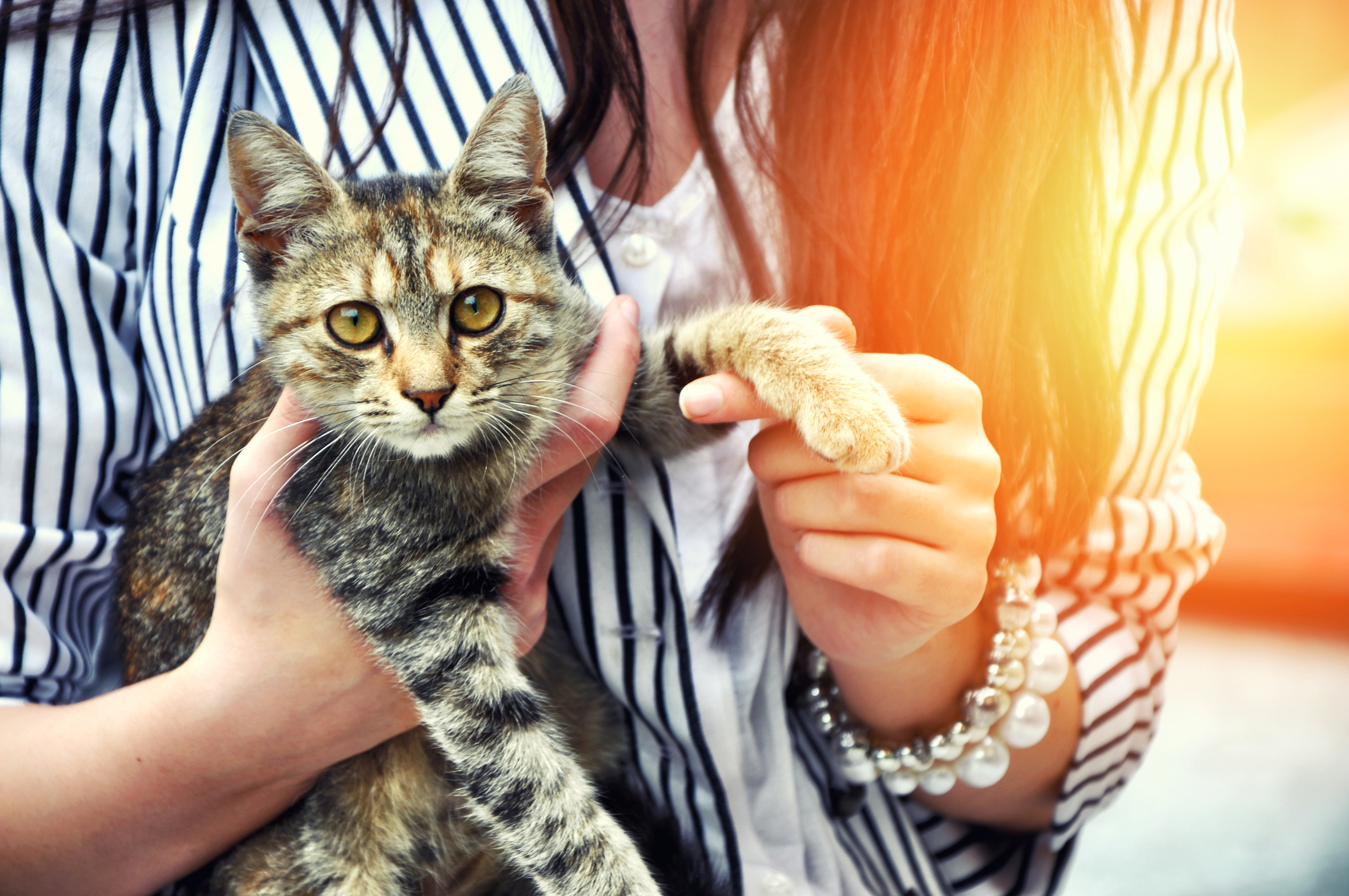 Having a cat could protect you against a staph infection