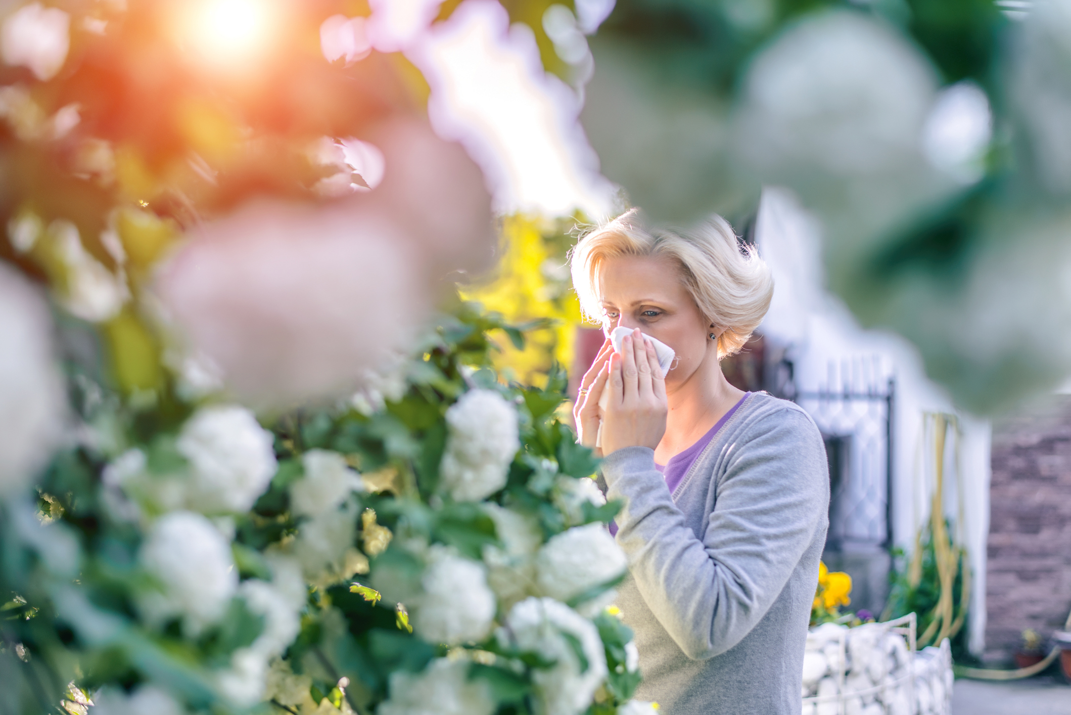 Help for hay fever from an unlikely place