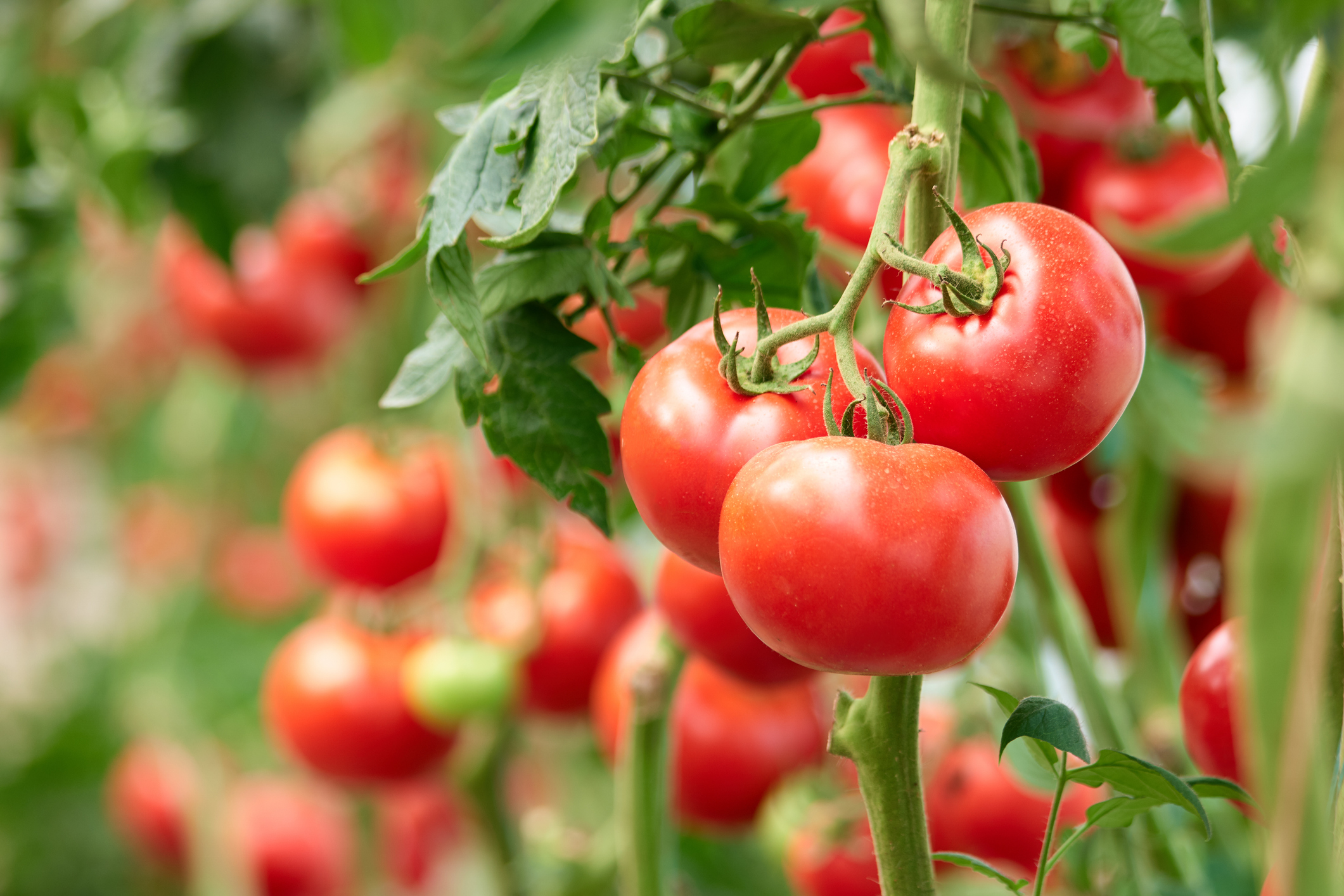 Harvard finds “tomato pill” stops stroke and high blood pressure