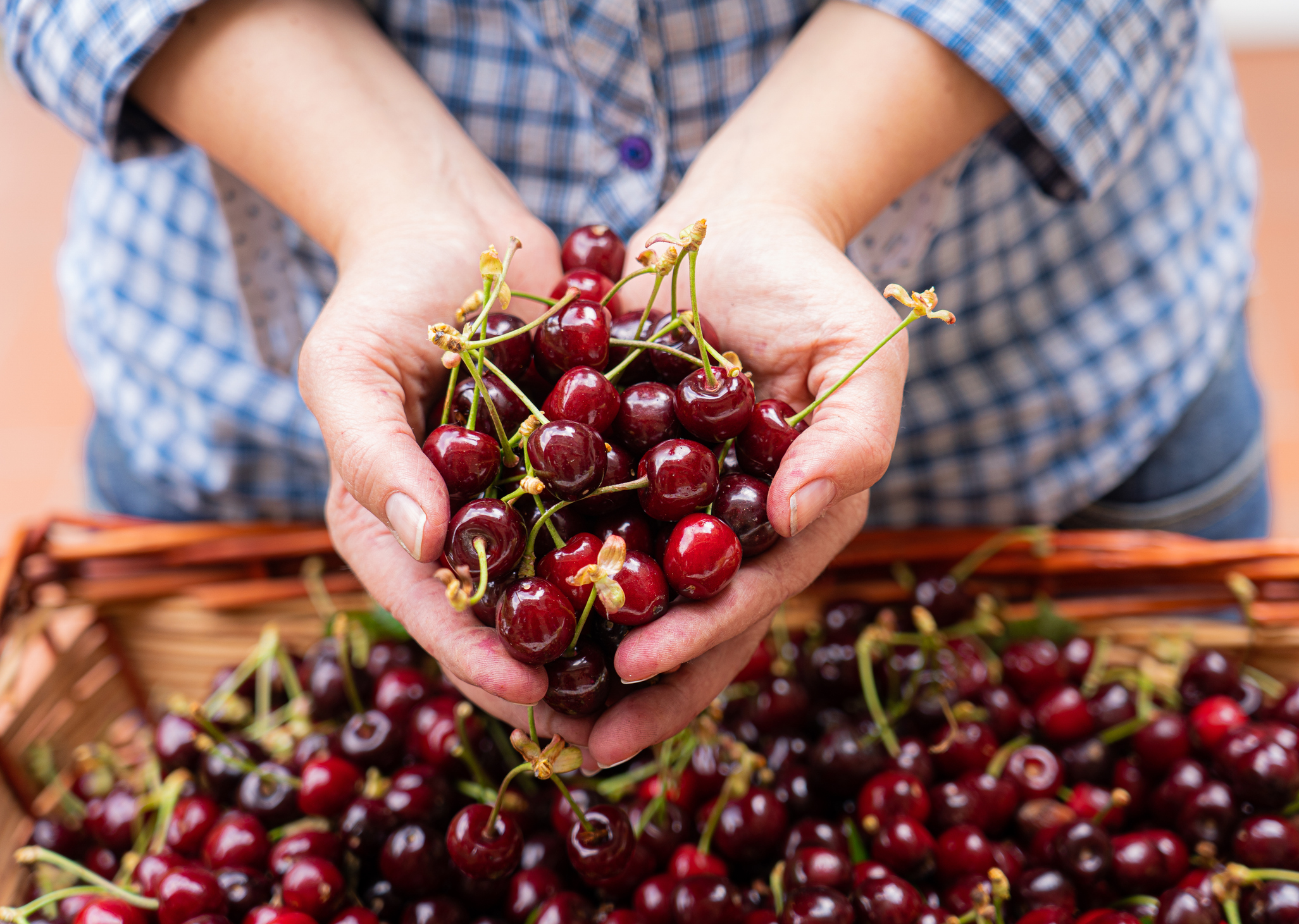 Tart cherries beat meds for muscle pain