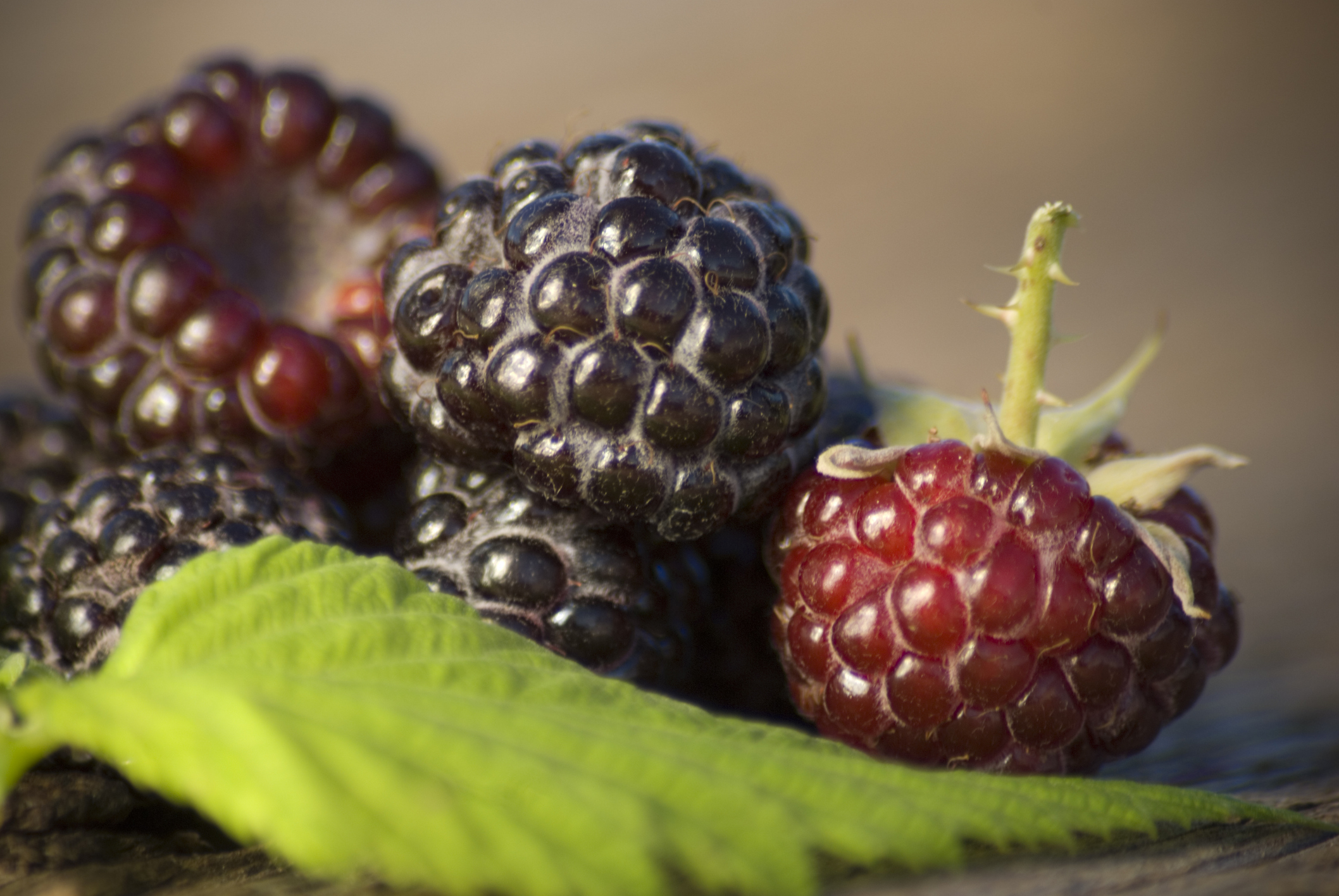 Forget Goji and Acai—there’s a better berry in town