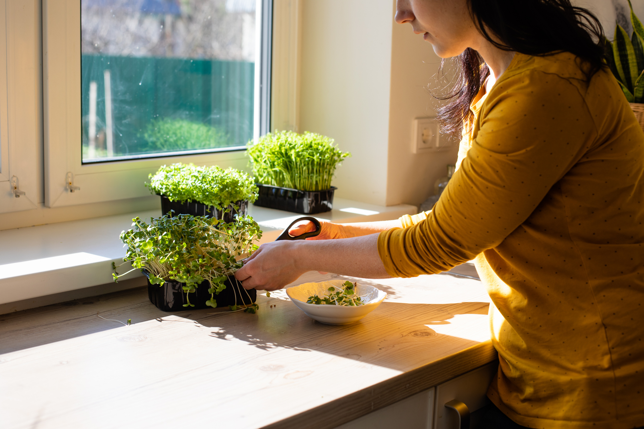 Grow an indoor garden and watch your immune system flourish