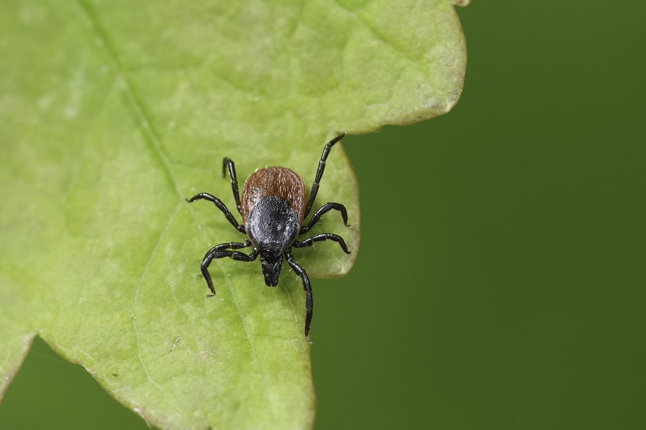 Move over Lyme disease: a new tick illness is on the rise