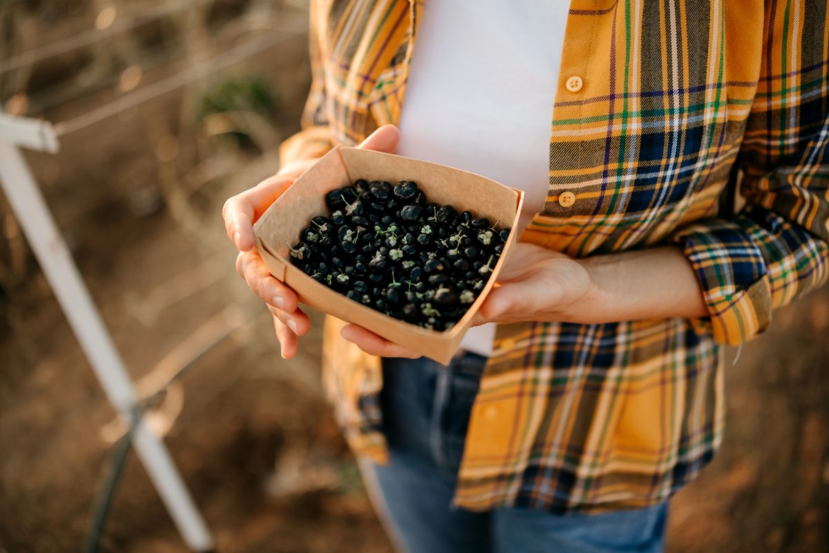 The ‘bone density’ berry that beats back bone loss