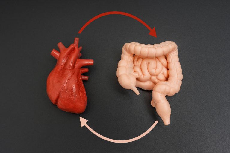 How your gut could be aging your blood vessels