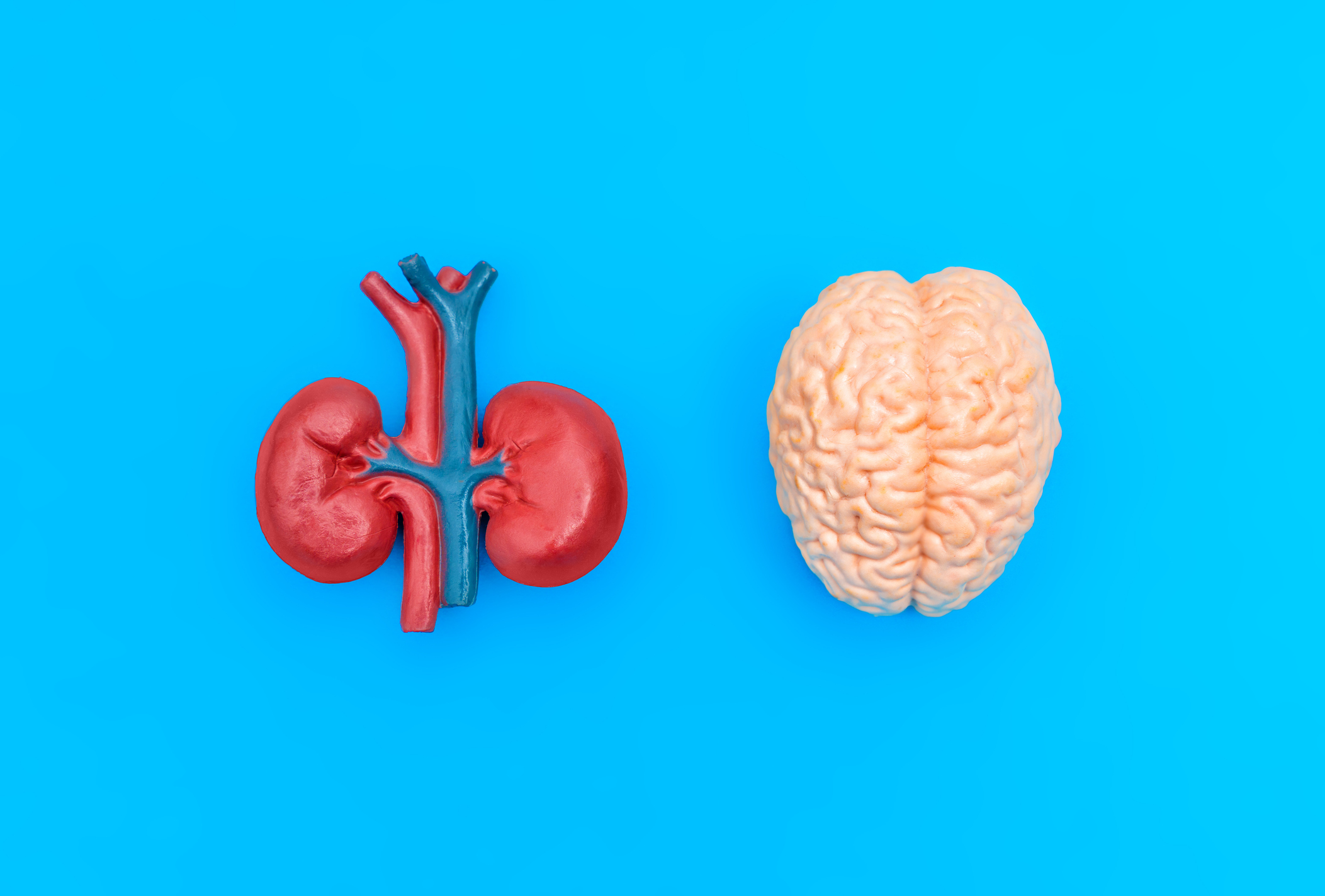 The strange link between the kidneys and dementia