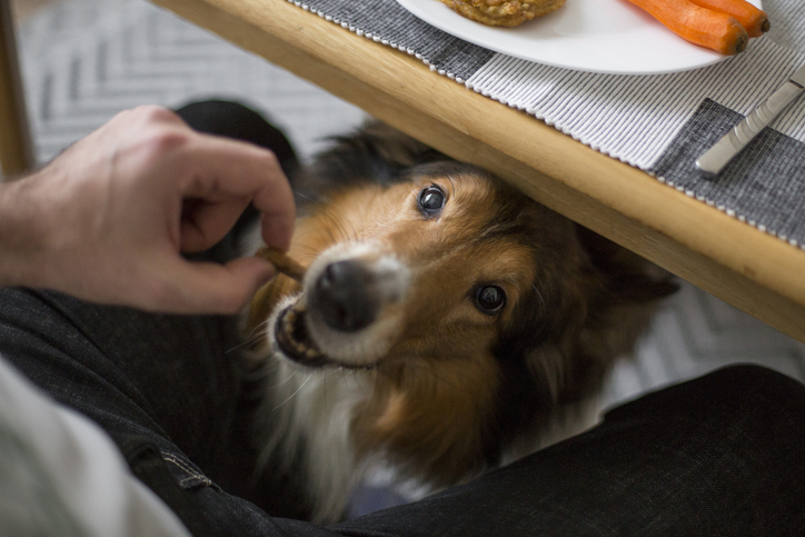 Don’t share these Thanksgiving foods with your dog
