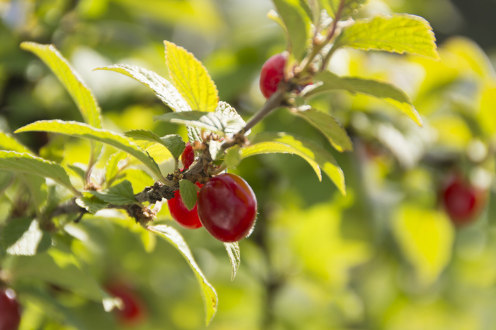 The berry that reboots glucose regulation and fat metabolism