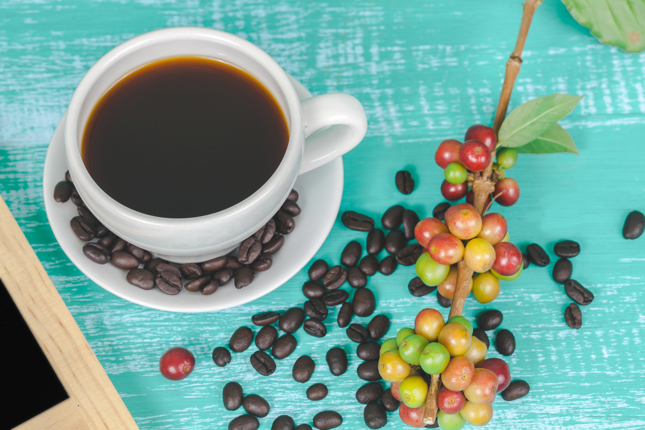 Hidden ‘switch’ explains coffee’s healthy-aging benefits
